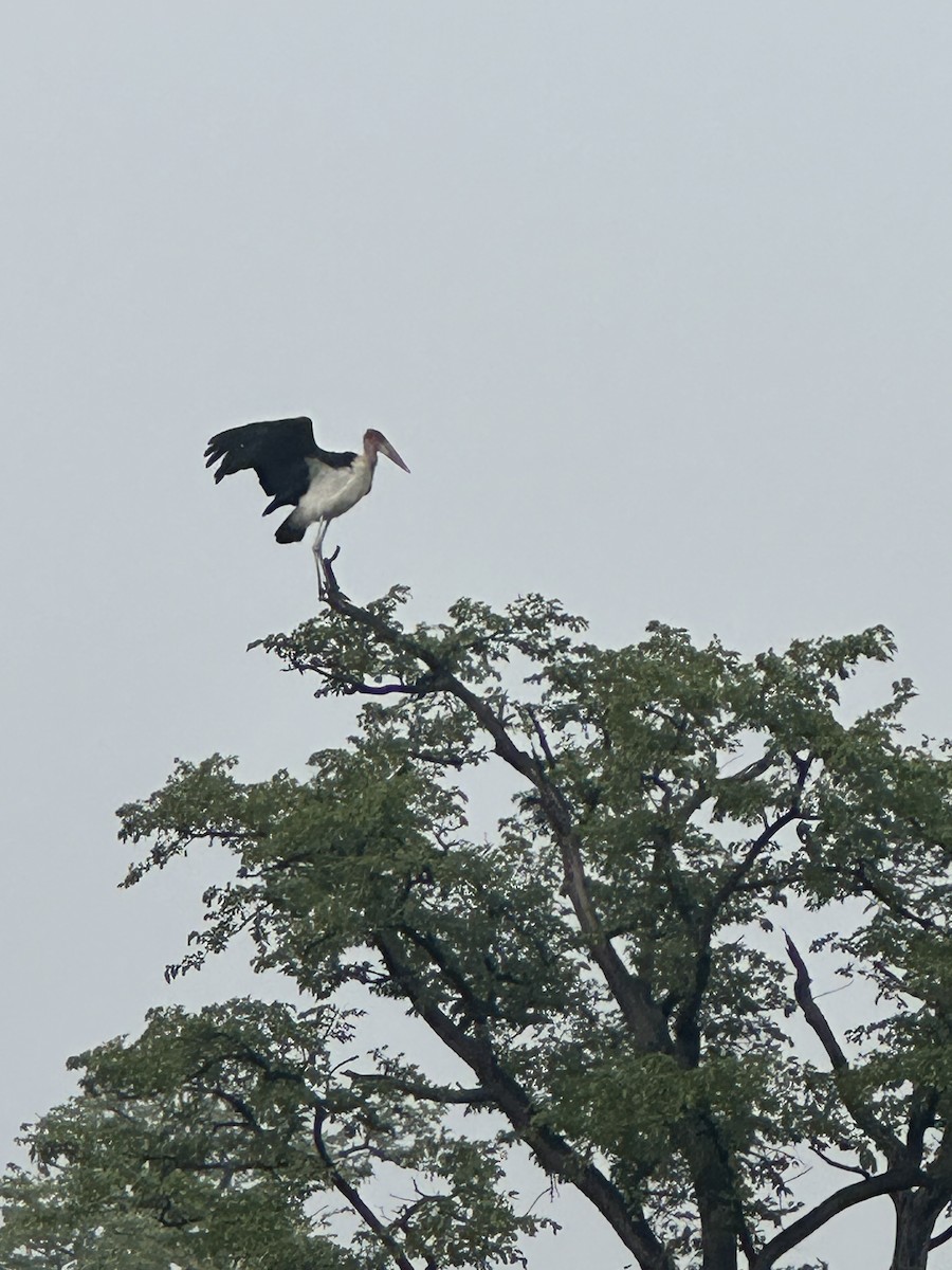 Marabou Stork - ML620037396