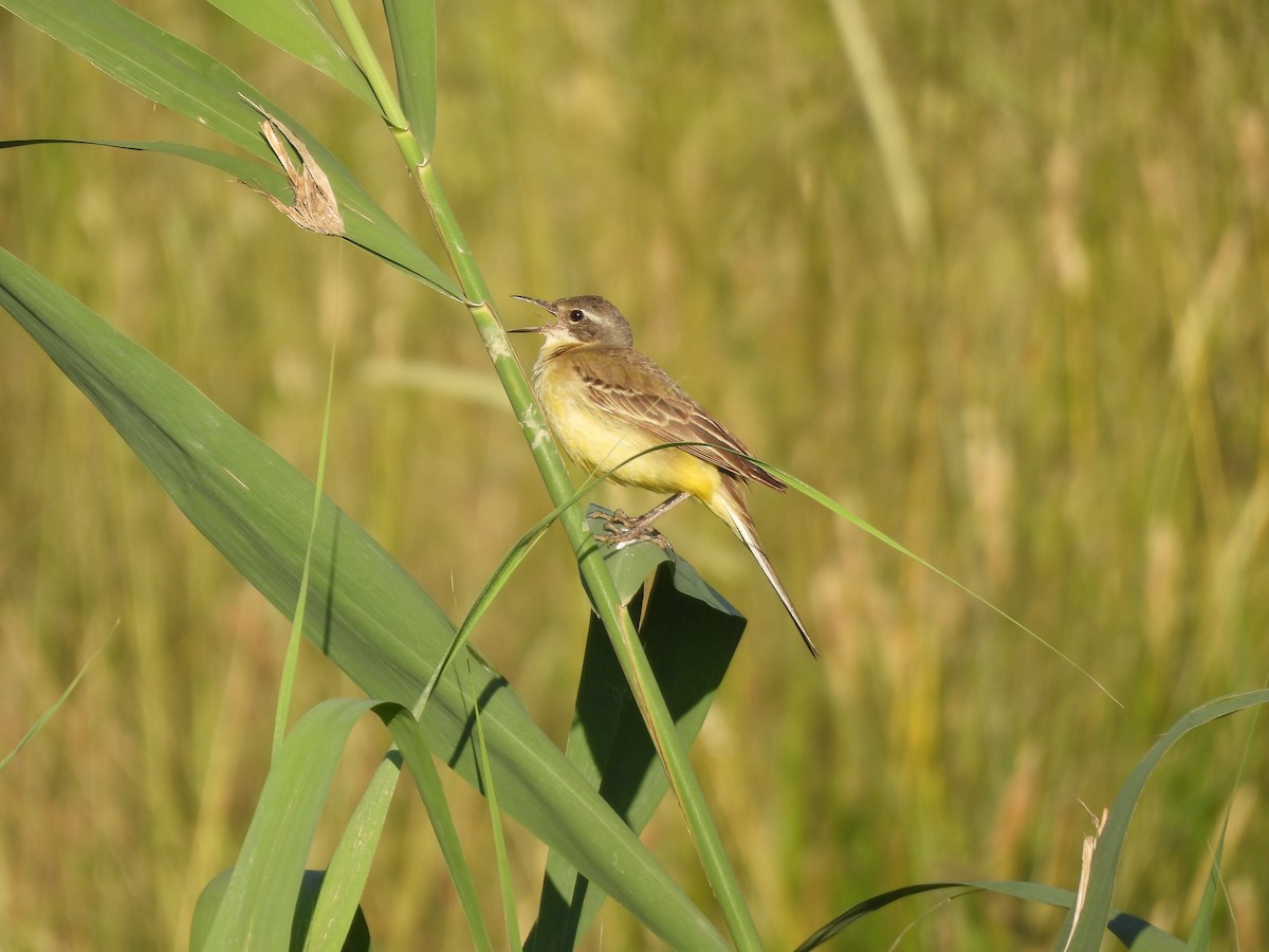 Western Yellow Wagtail - Siniša Vodopija