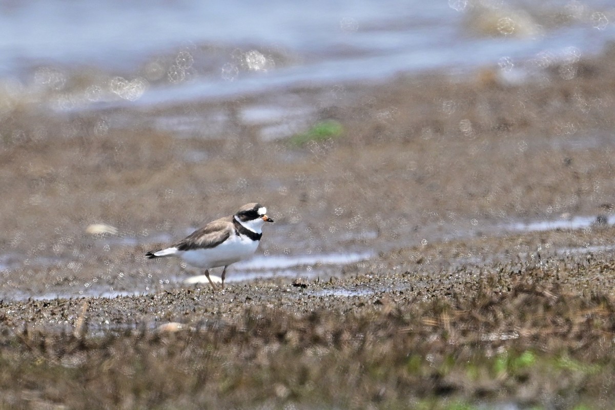 Semipalmated Plover - ML620037419