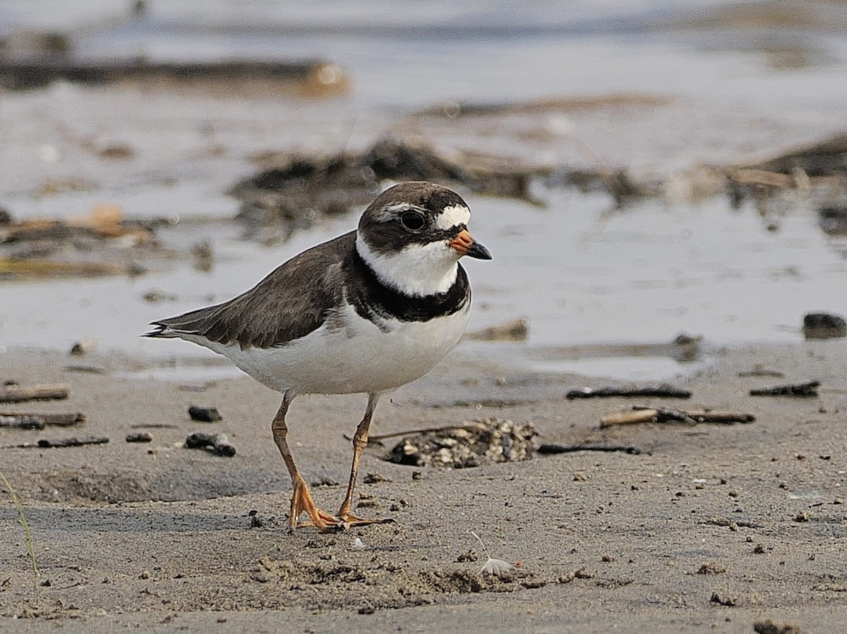 Semipalmated Plover - ML620037422