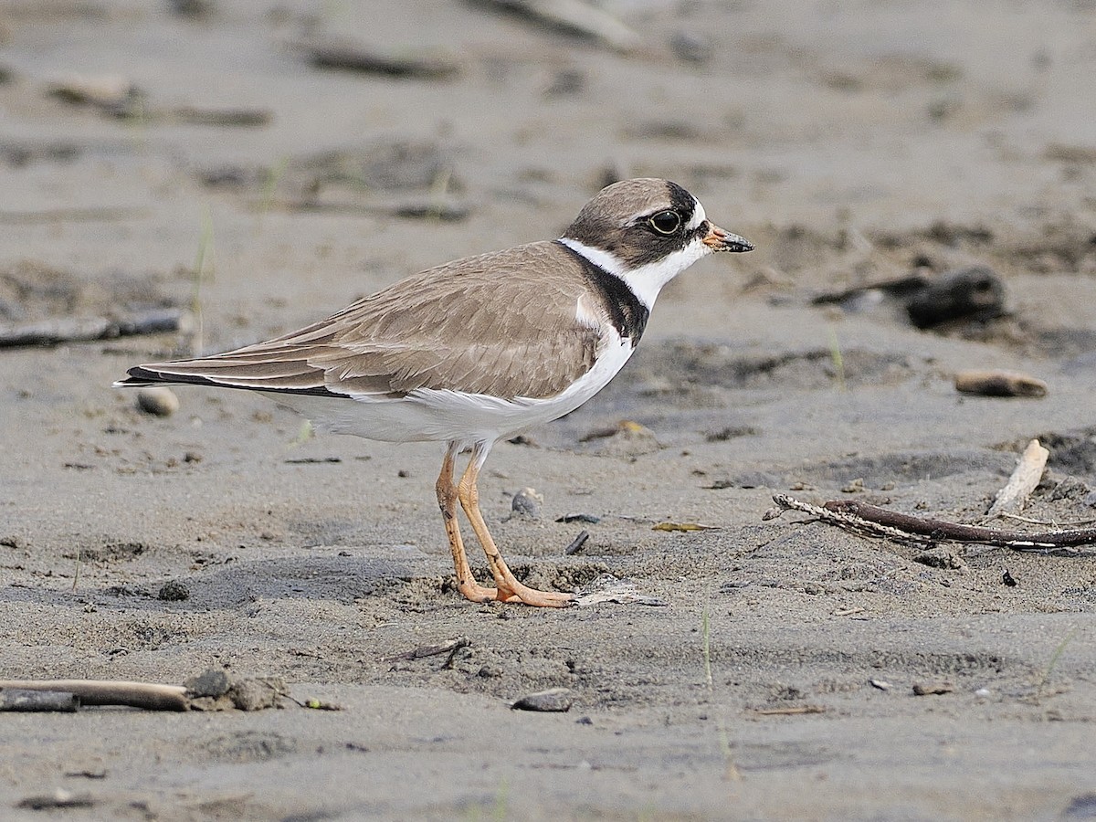 Semipalmated Plover - ML620037424