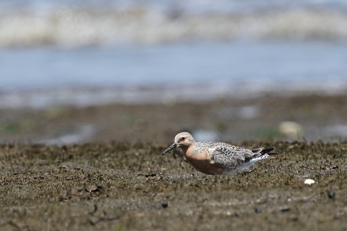 Red Knot - ML620037453