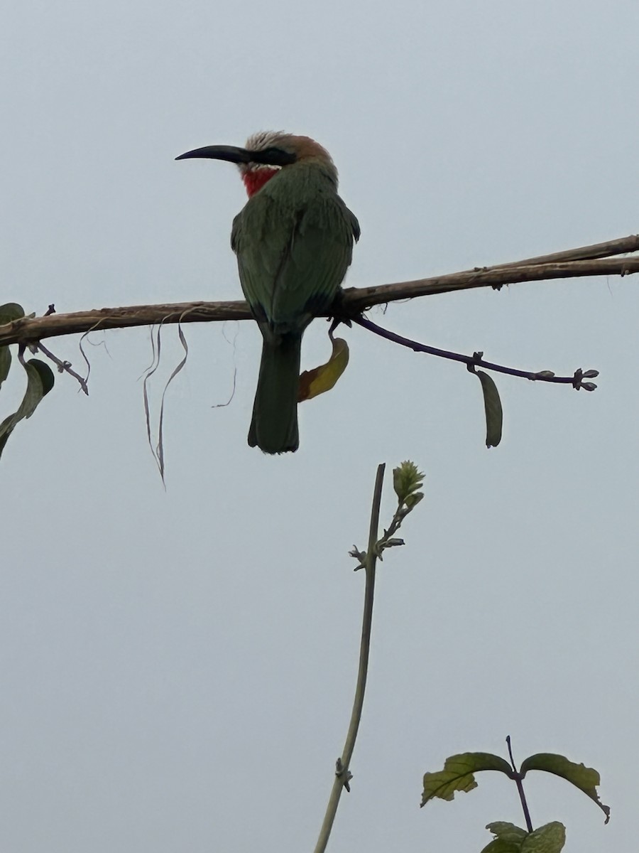 White-fronted Bee-eater - ML620037455
