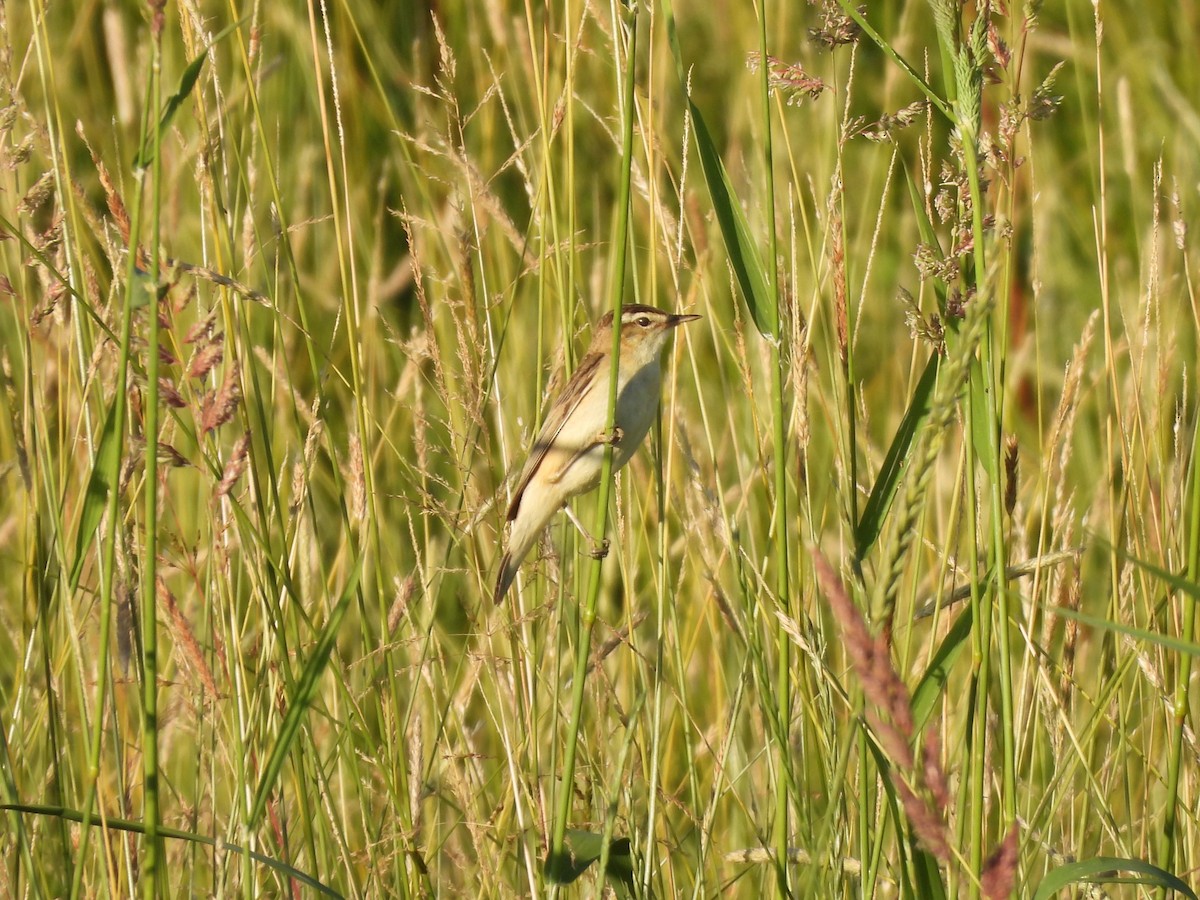 Sedge Warbler - ML620037460