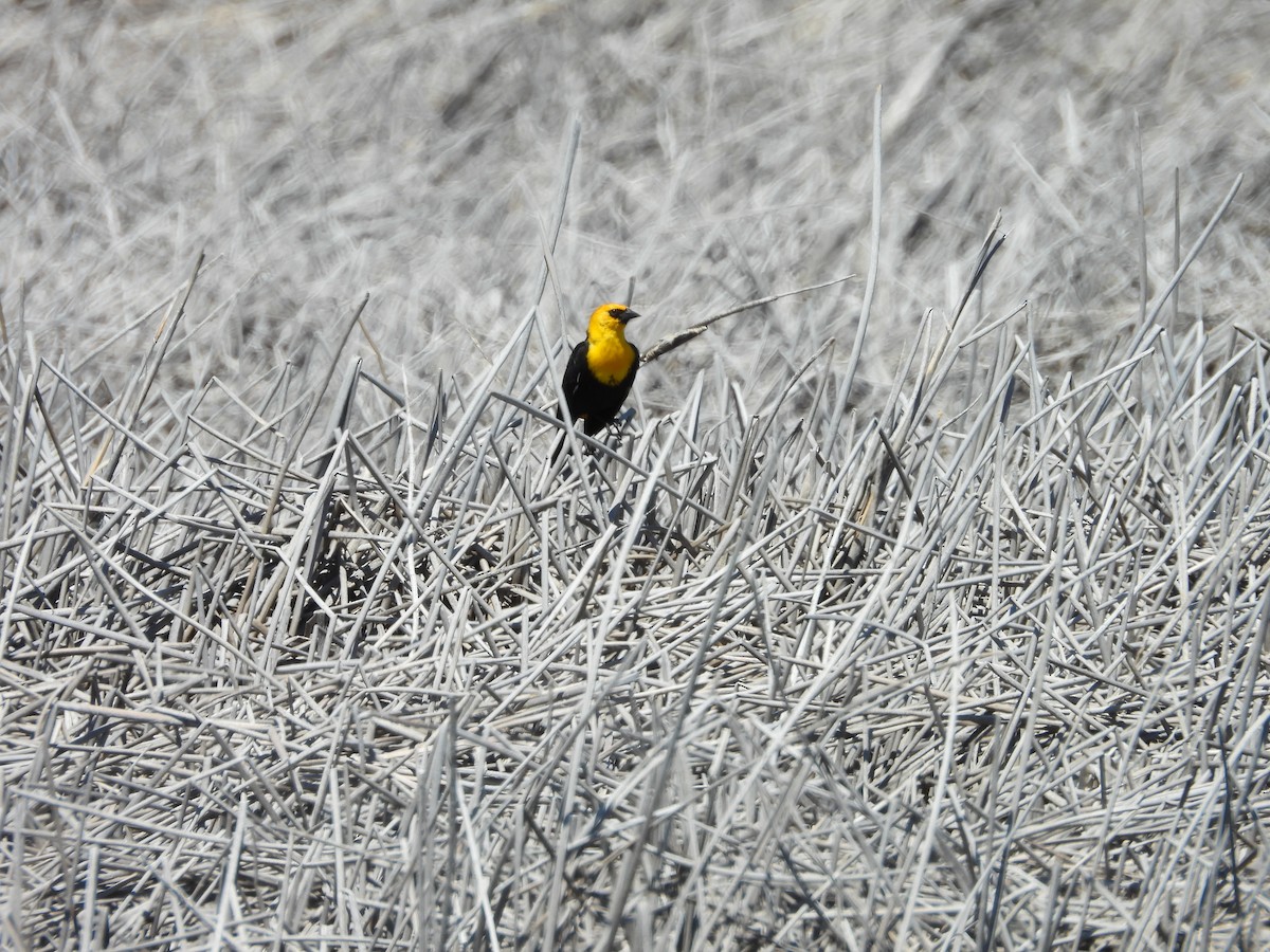 Yellow-headed Blackbird - ML620037469