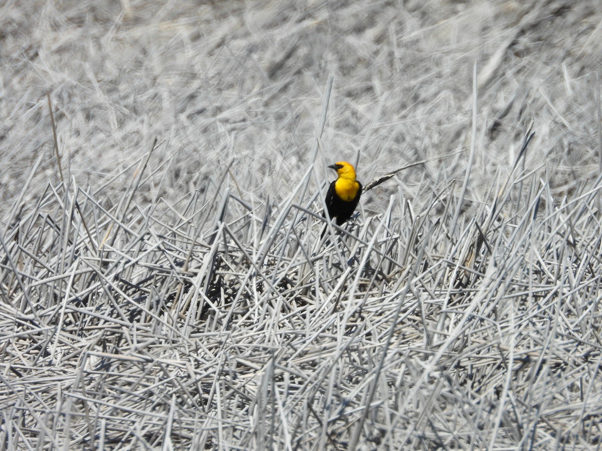 Yellow-headed Blackbird - ML620037470