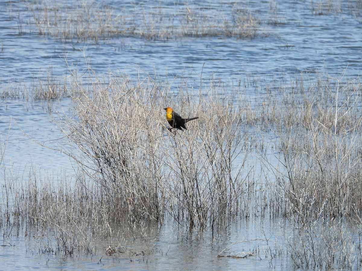 Yellow-headed Blackbird - ML620037471