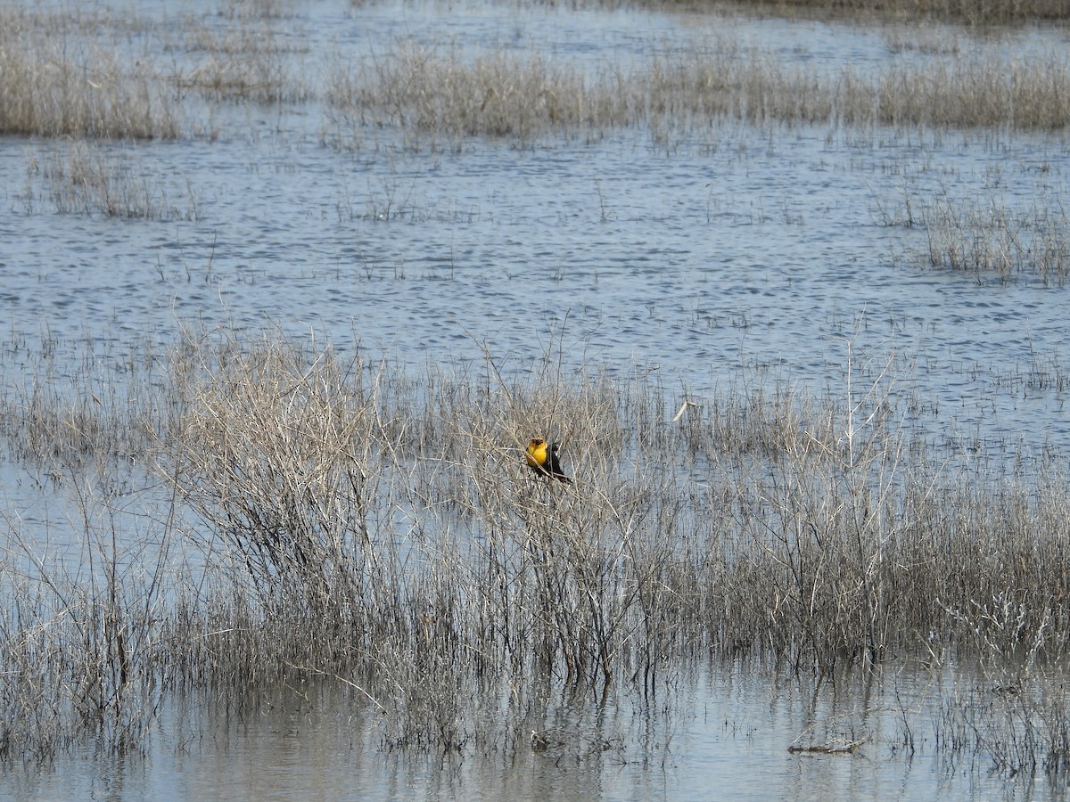 Yellow-headed Blackbird - ML620037479