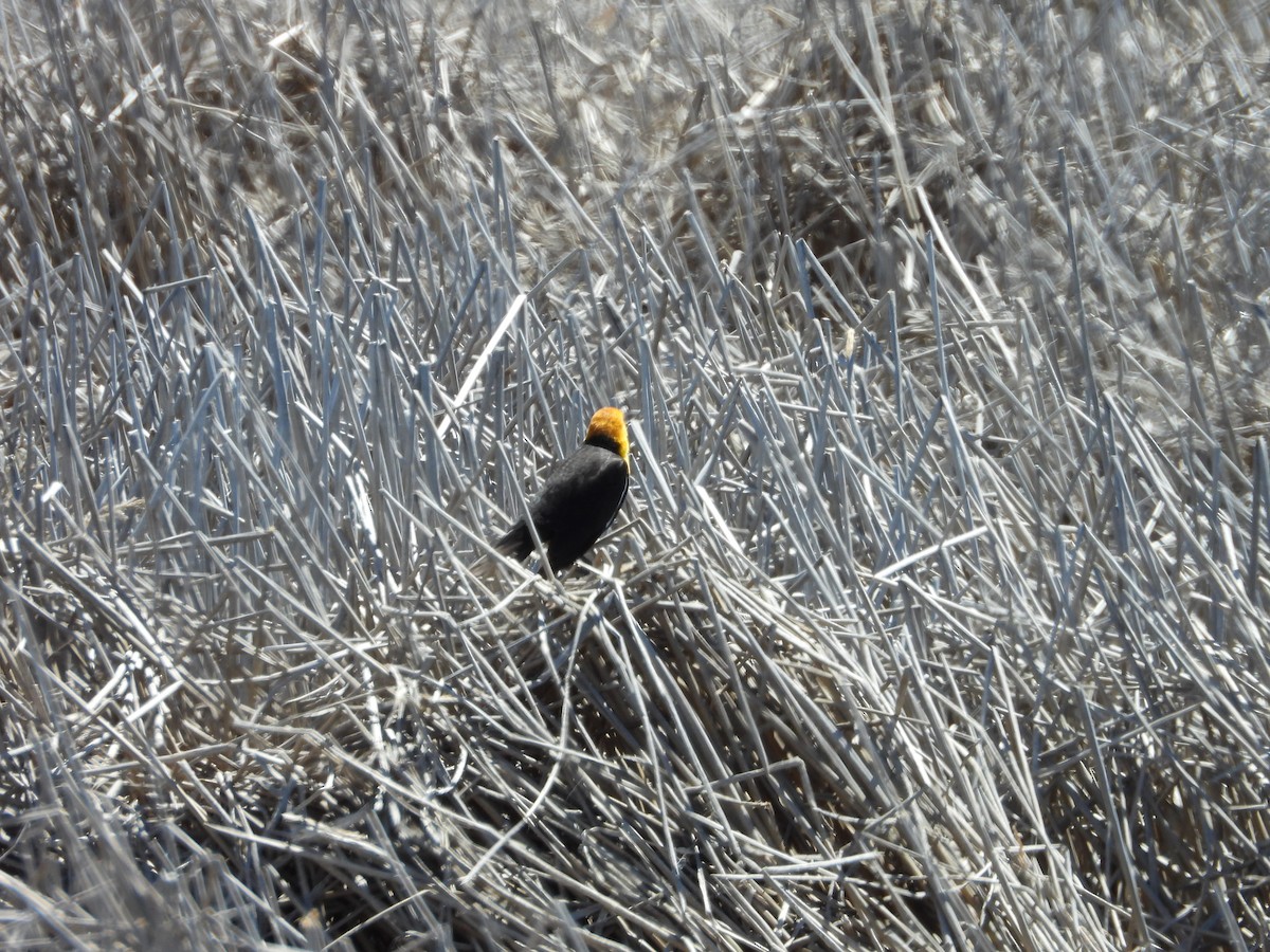 Yellow-headed Blackbird - ML620037481