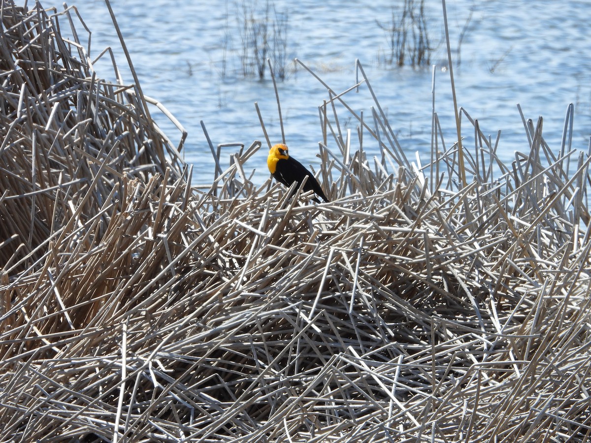 Yellow-headed Blackbird - ML620037486