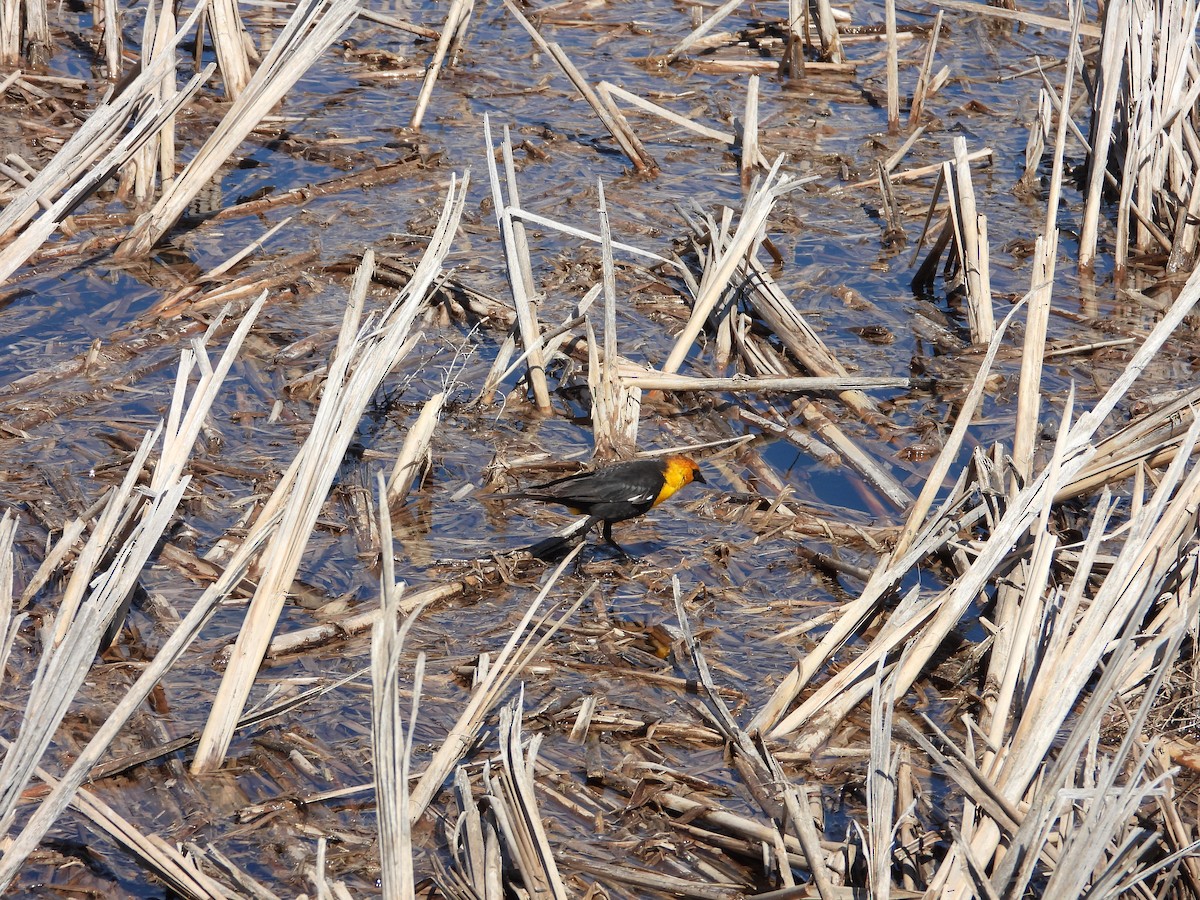Yellow-headed Blackbird - ML620037488