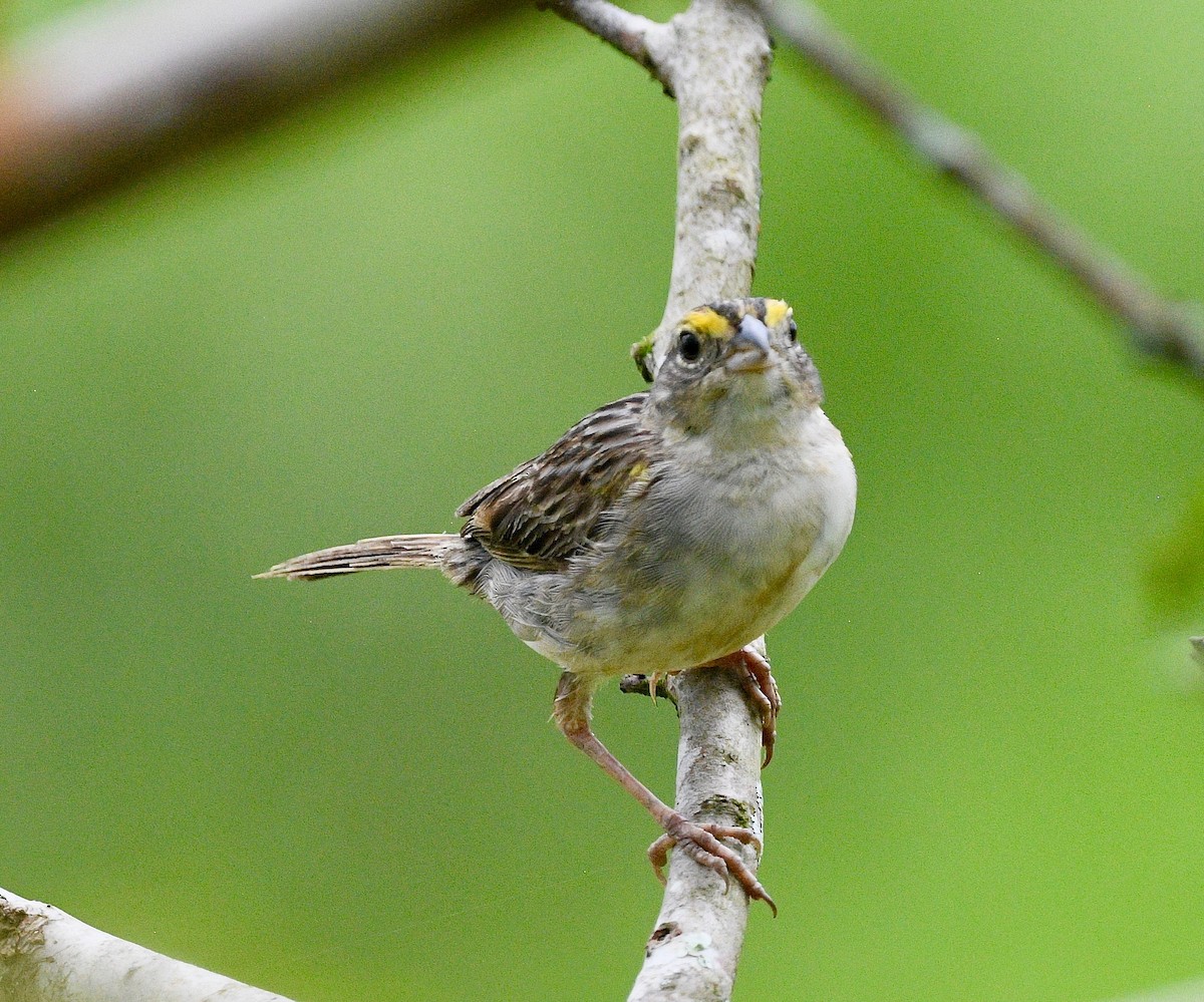 Grassland Sparrow - ML620037503