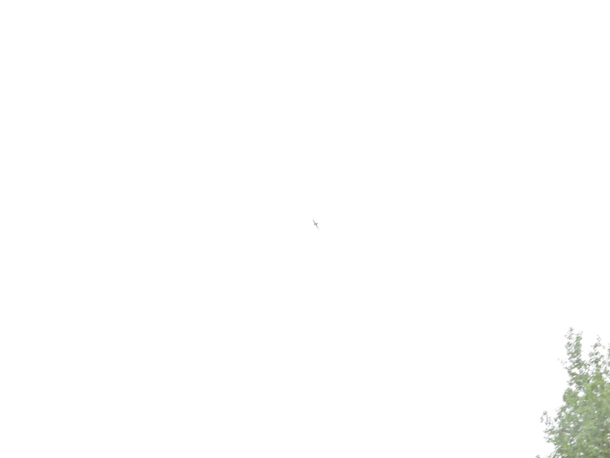 rorýs srpokřídlý - ML620037504