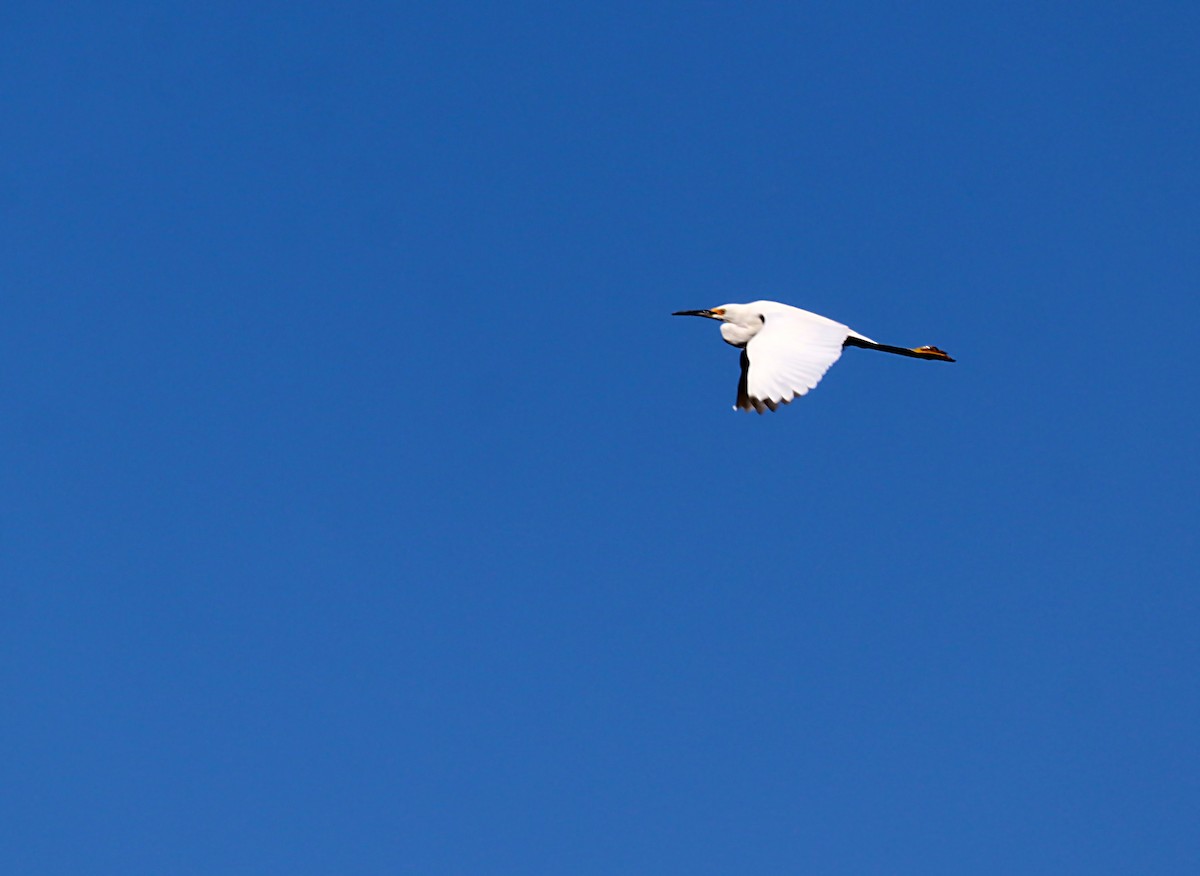 Snowy Egret - ML620037505