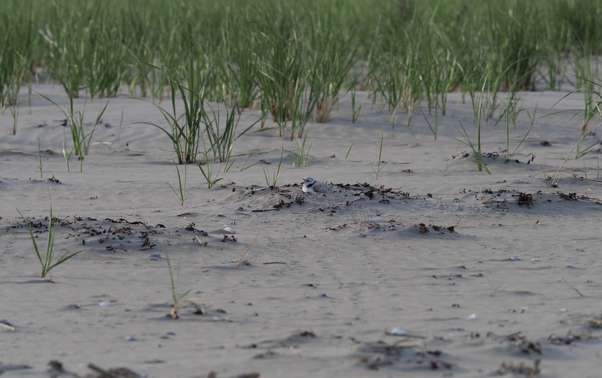Piping Plover - ML620037523