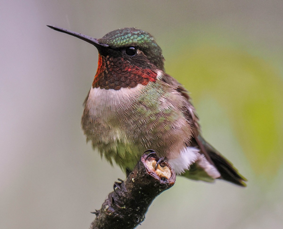 Ruby-throated Hummingbird - ML620037525
