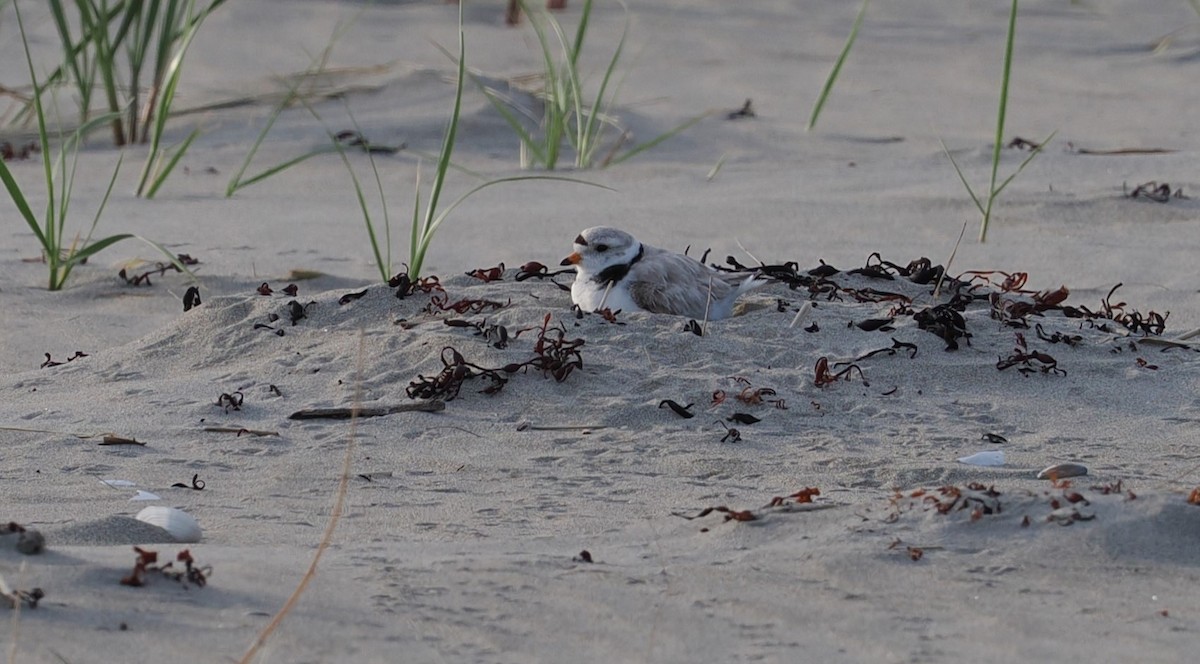 Piping Plover - ML620037529