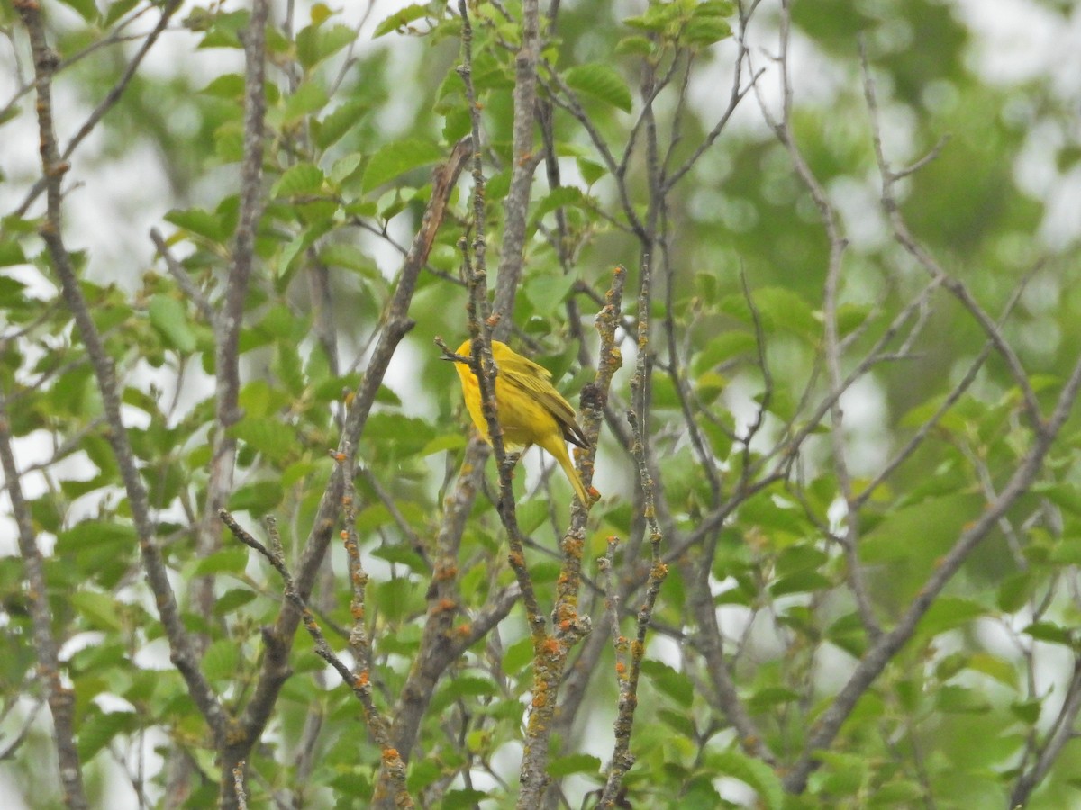 Yellow Warbler - ML620037561