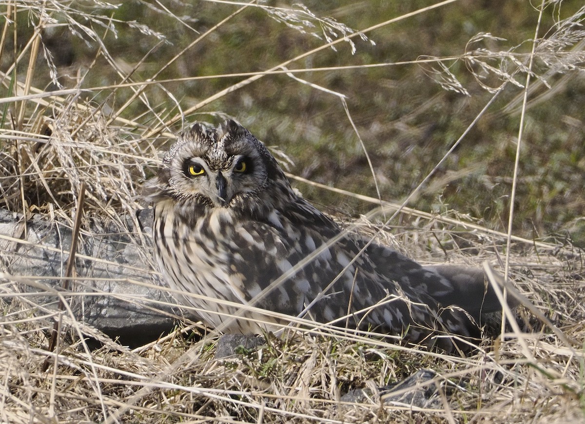 Short-eared Owl - ML620037569