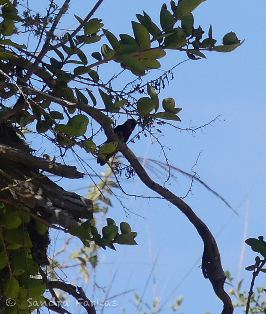 kolibřík mourovatý - ML620037585