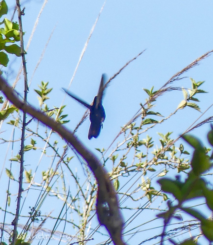 kolibřík mourovatý - ML620037586