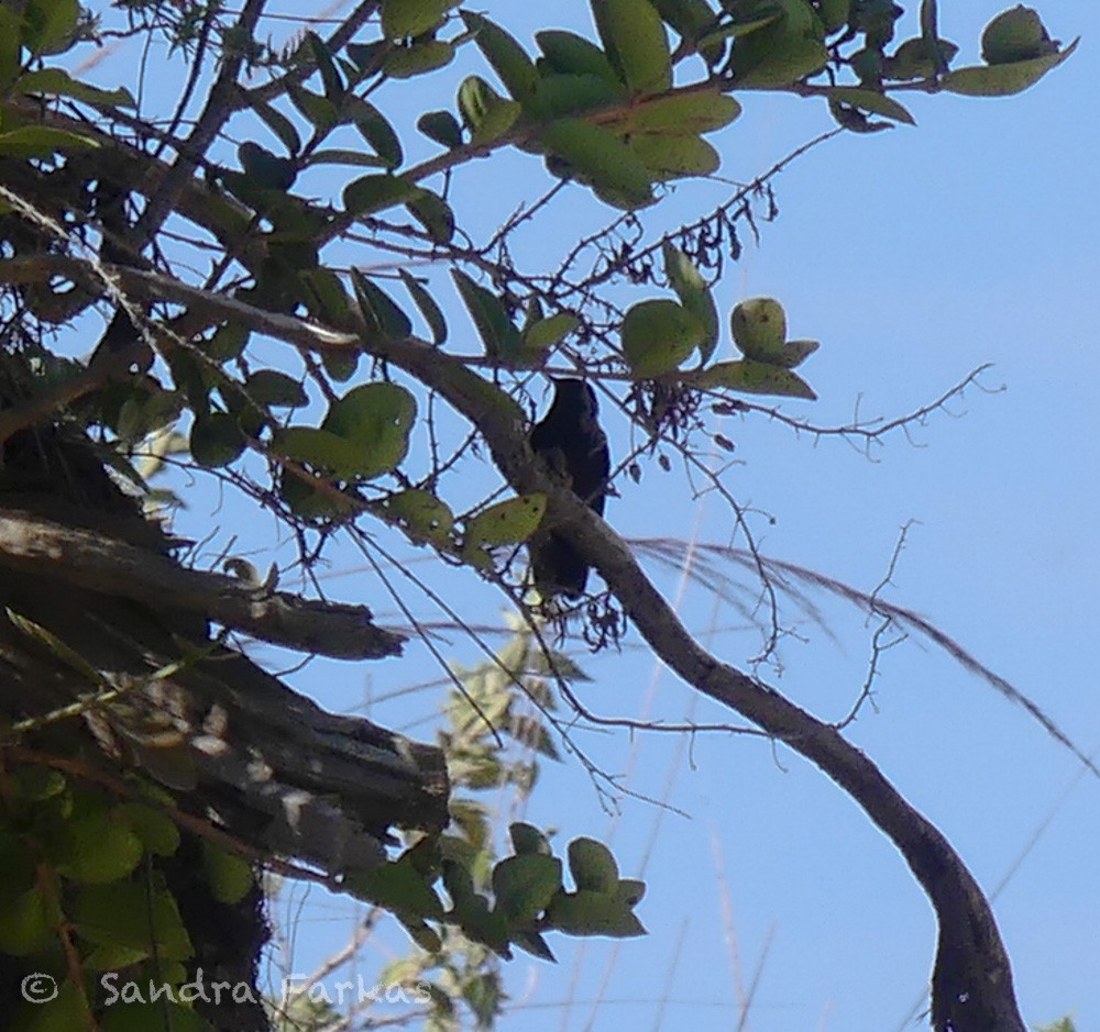 kolibřík mourovatý - ML620037587