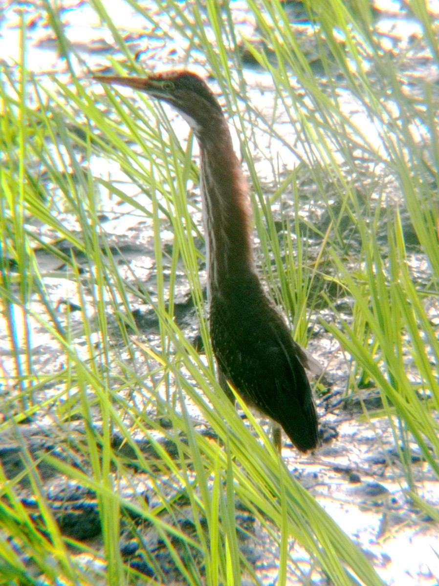 Green Heron - ML620037589