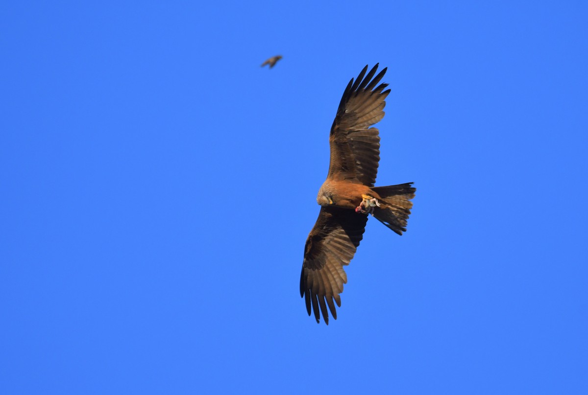 黑鳶 - ML620037623