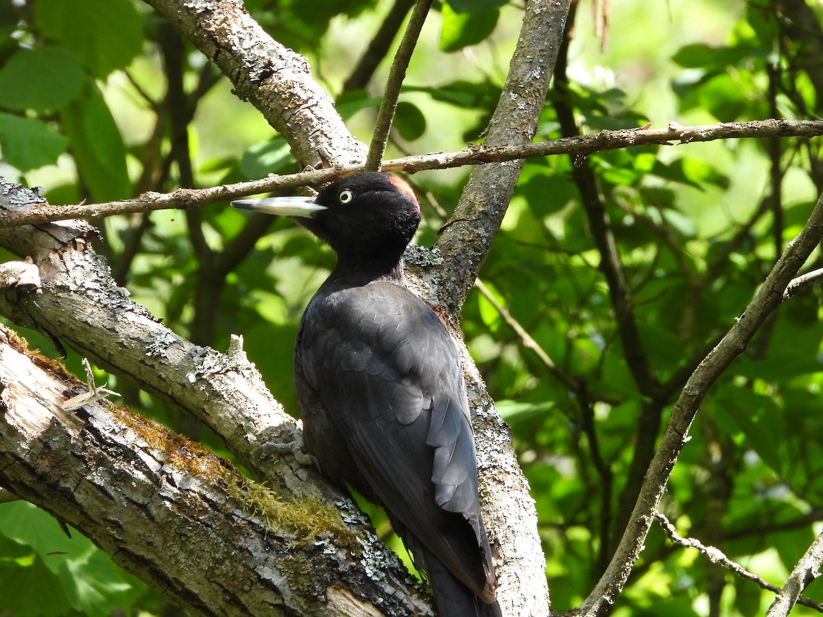 Black Woodpecker - ML620037626