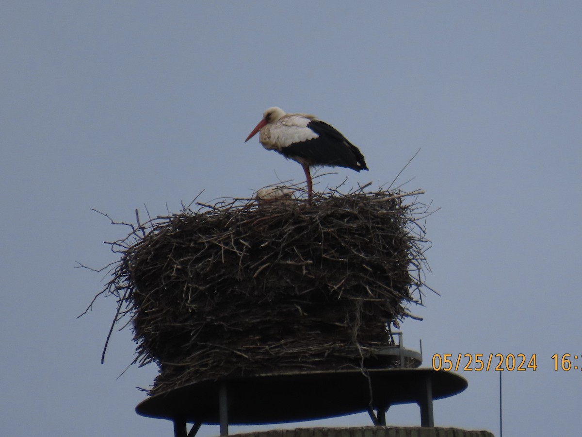 White Stork - ML620037661