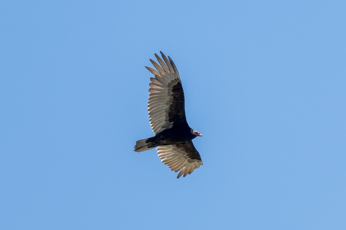 Turkey Vulture - ML620037663