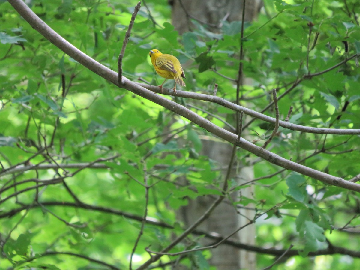 Yellow Warbler - ML620037668
