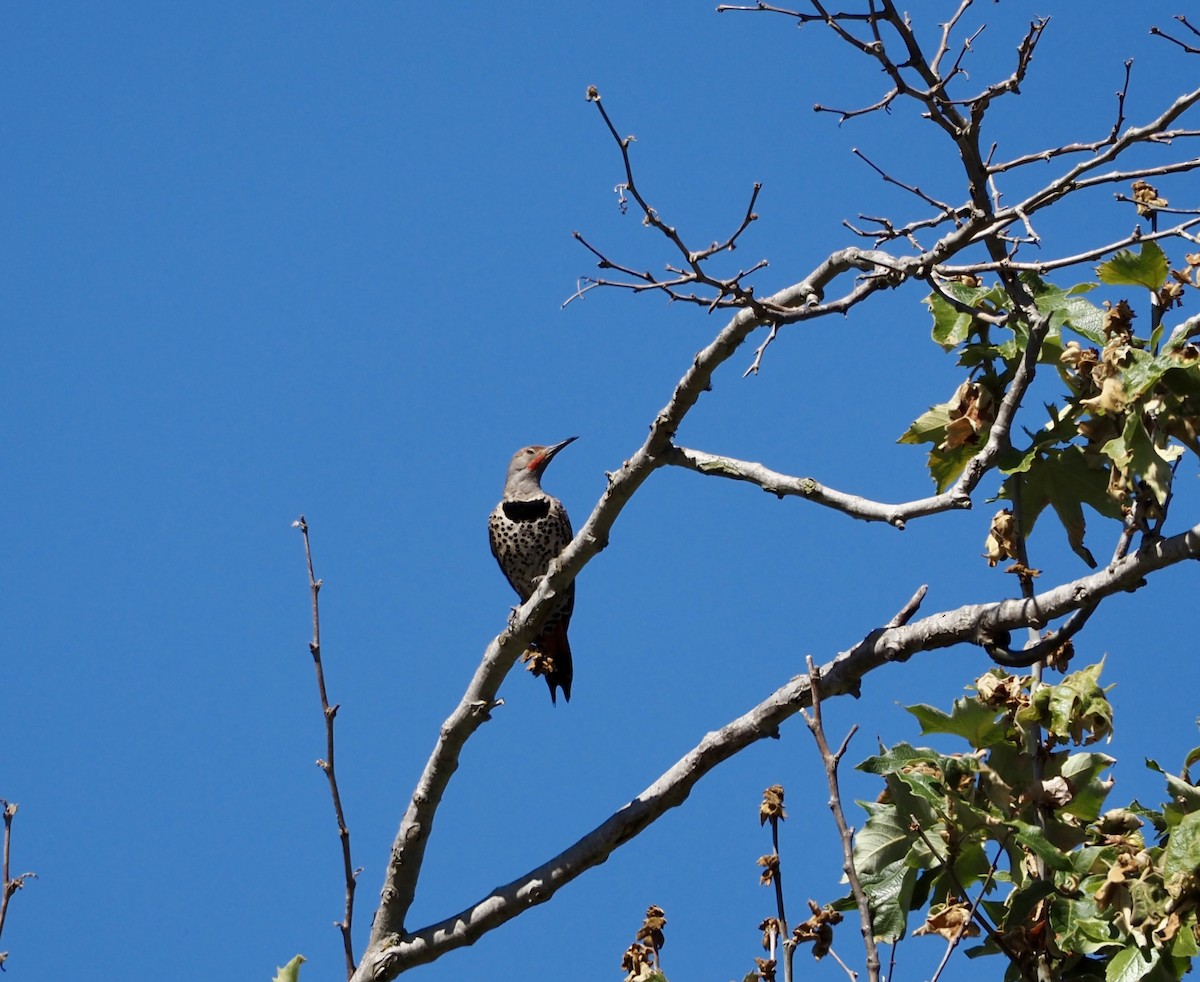 Northern Flicker (Red-shafted) - ML620037673