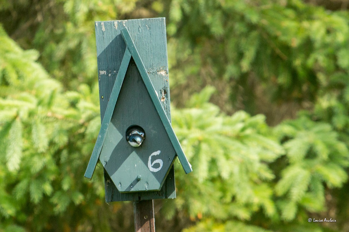 Tree Swallow - ML620037681