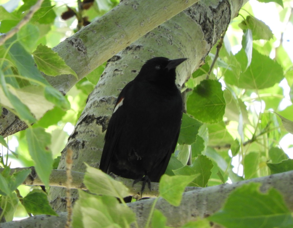 Tricolored Blackbird - ML620037692