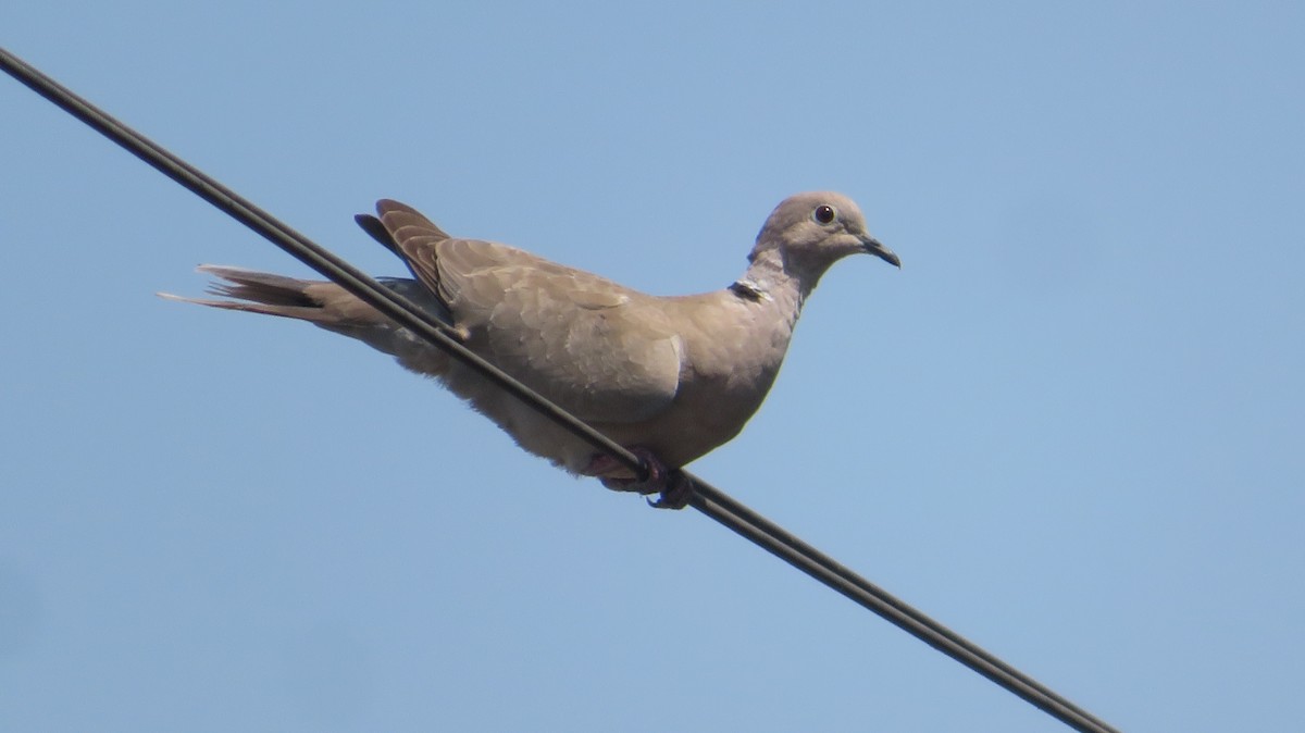 Eurasian Collared-Dove - ML620037722