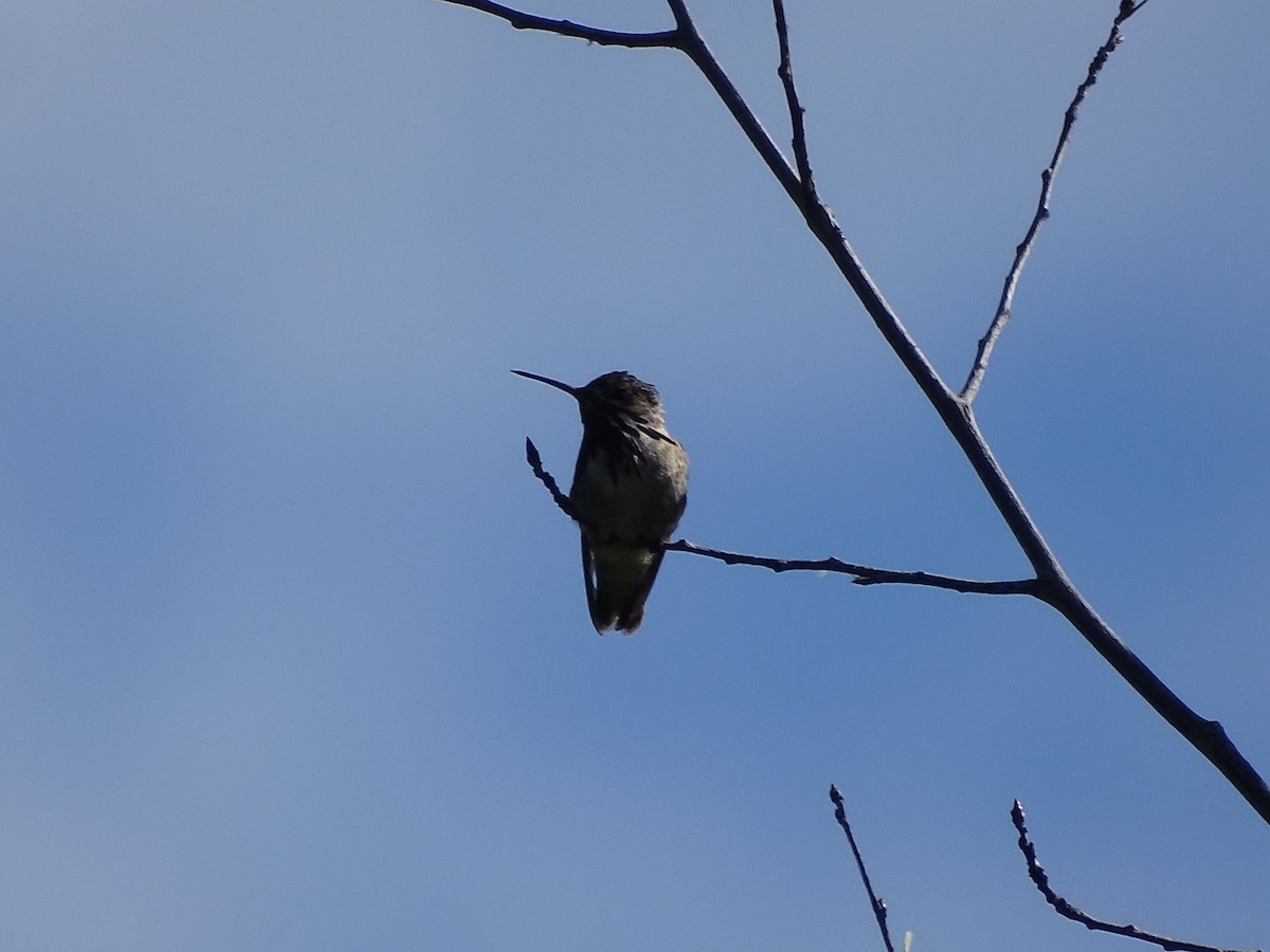Calliope Hummingbird - ML620037724