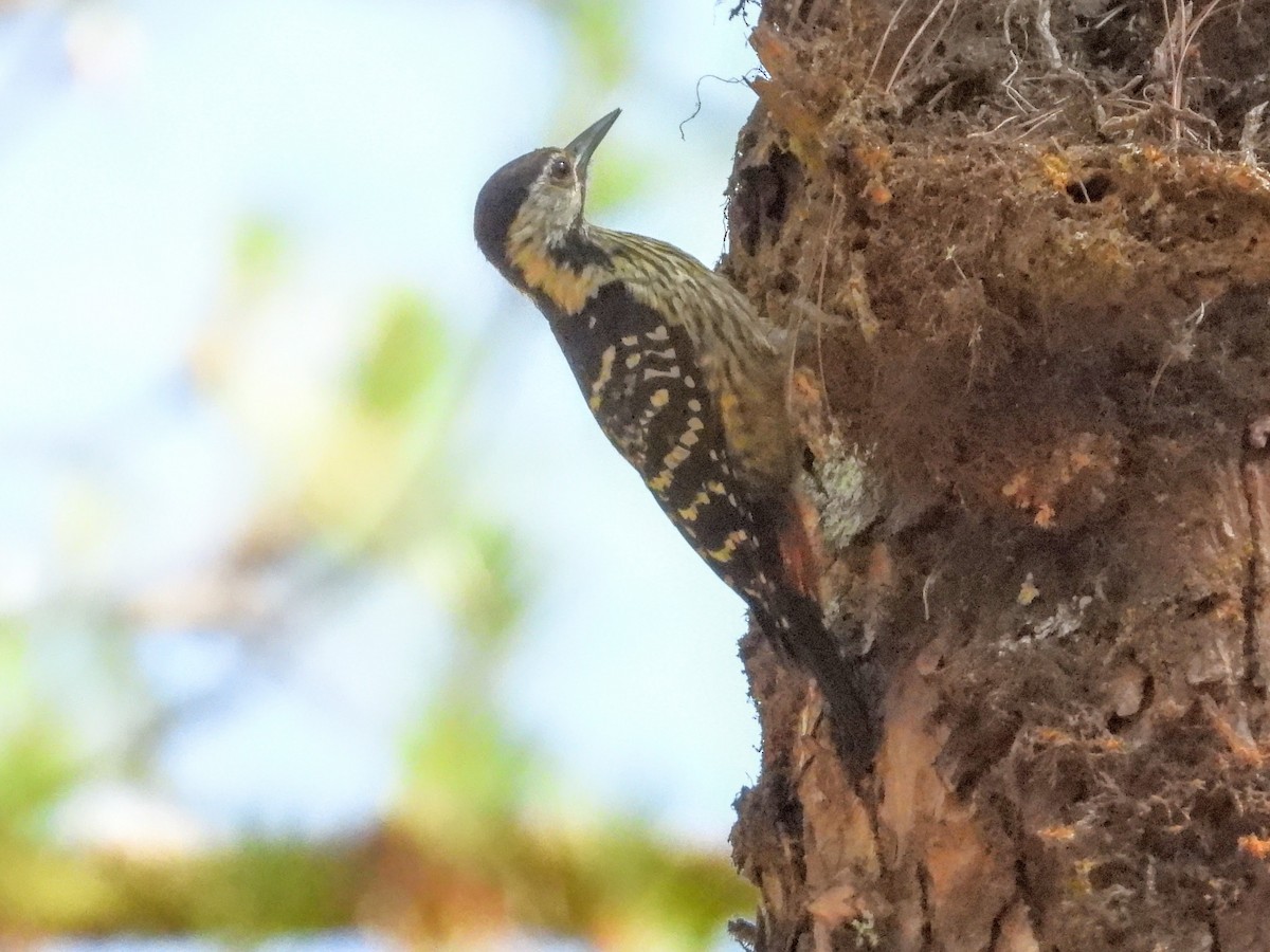 Stripe-breasted Woodpecker - ML620037734