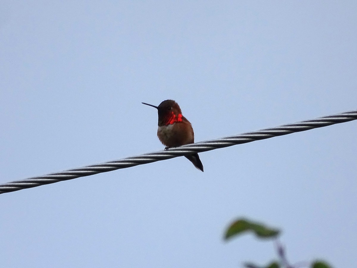 Rufous Hummingbird - ML620037736