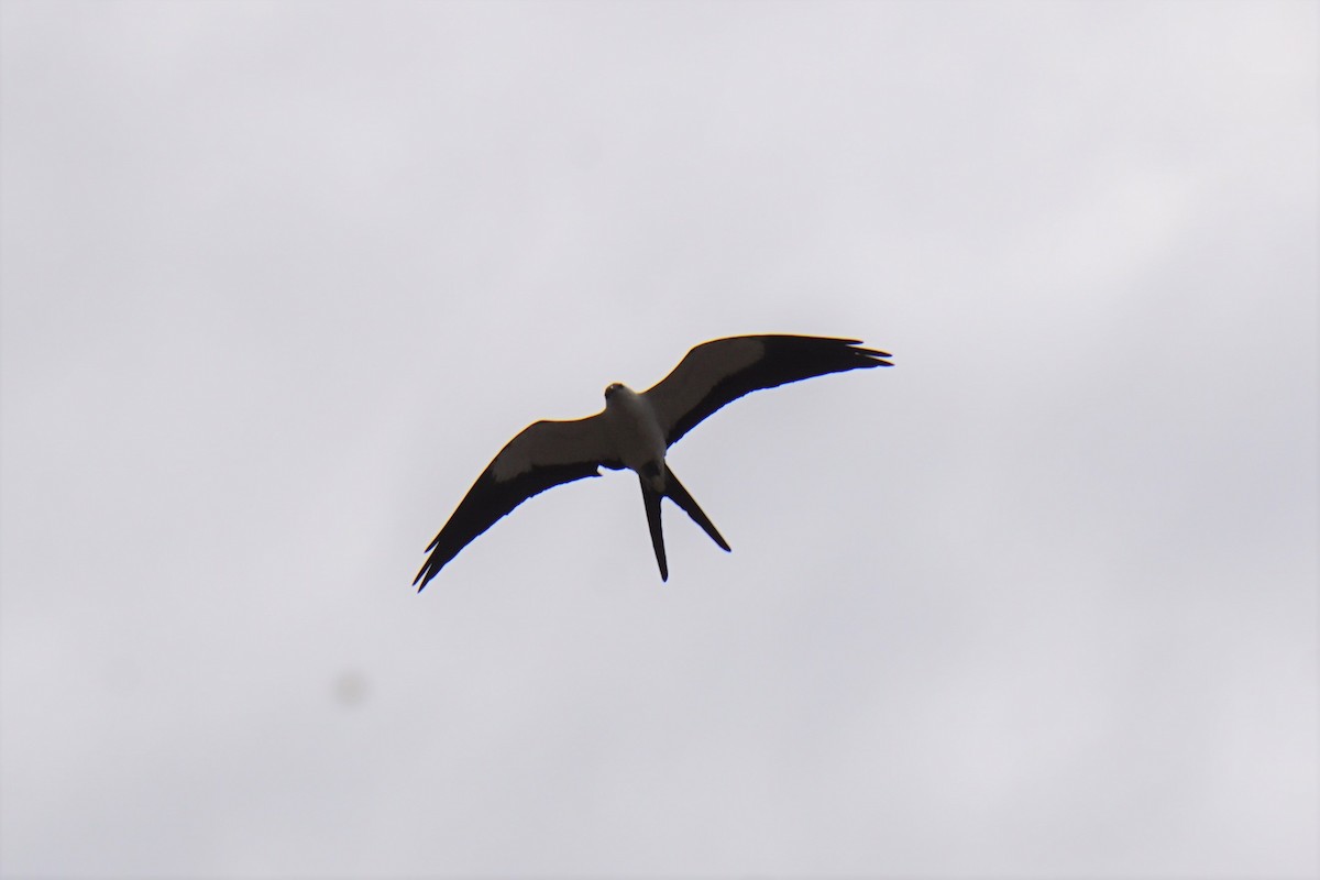 Swallow-tailed Kite - ML620037740