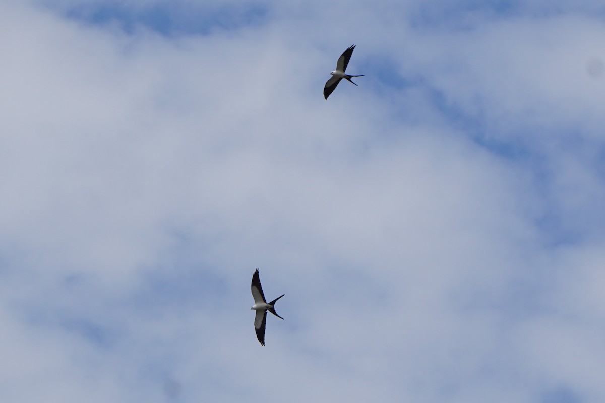 Swallow-tailed Kite - ML620037741