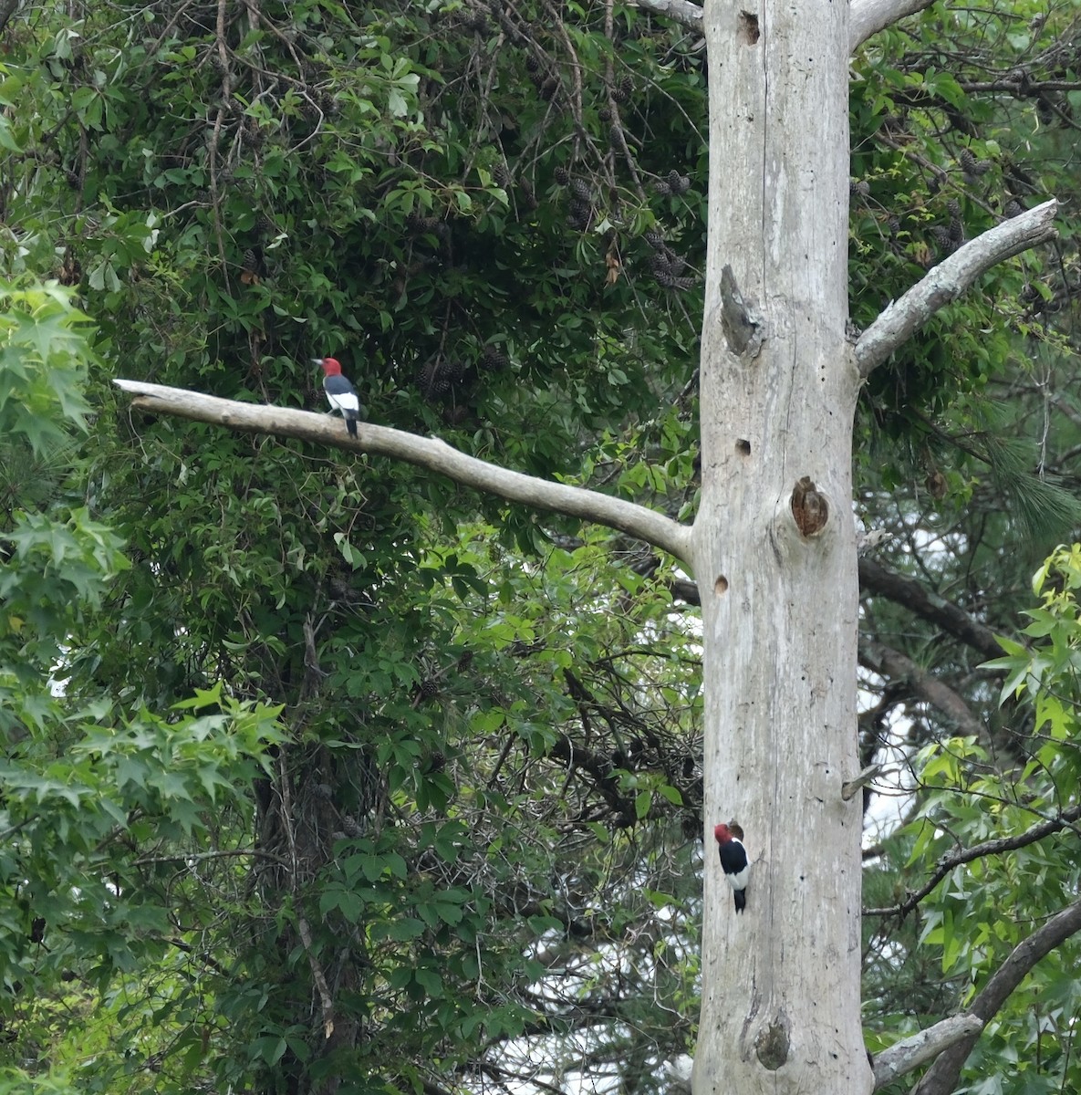 Red-headed Woodpecker - ML620037750