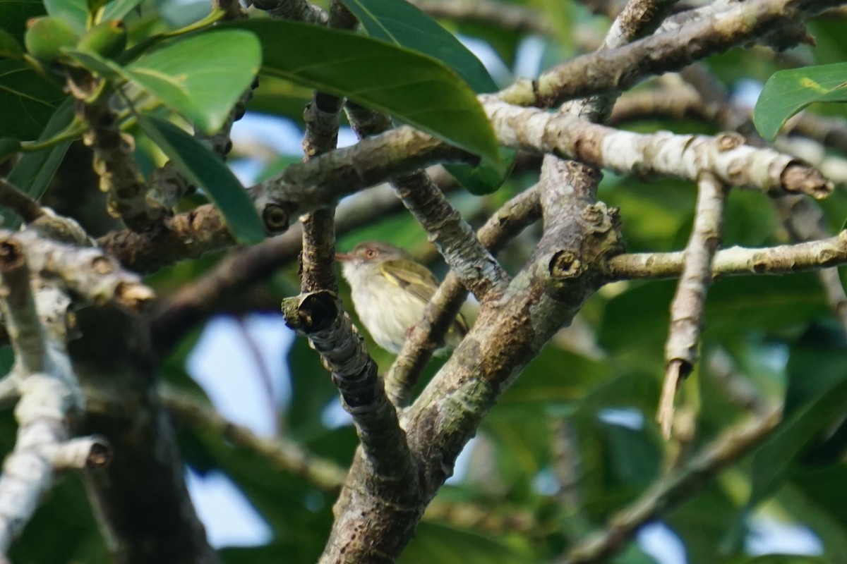 Pearly-vented Tody-Tyrant - ML620037757