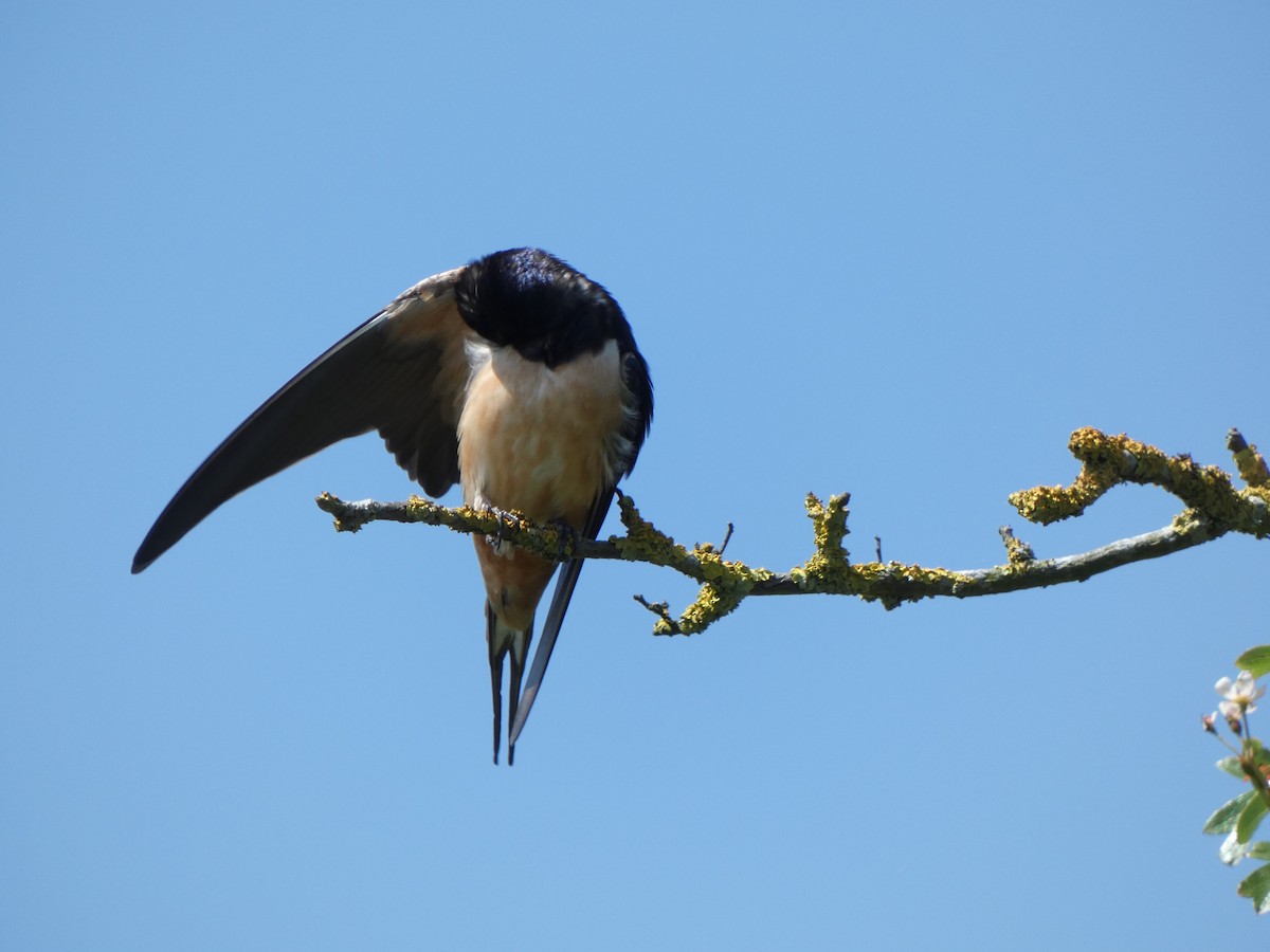 Barn Swallow - ML620037759