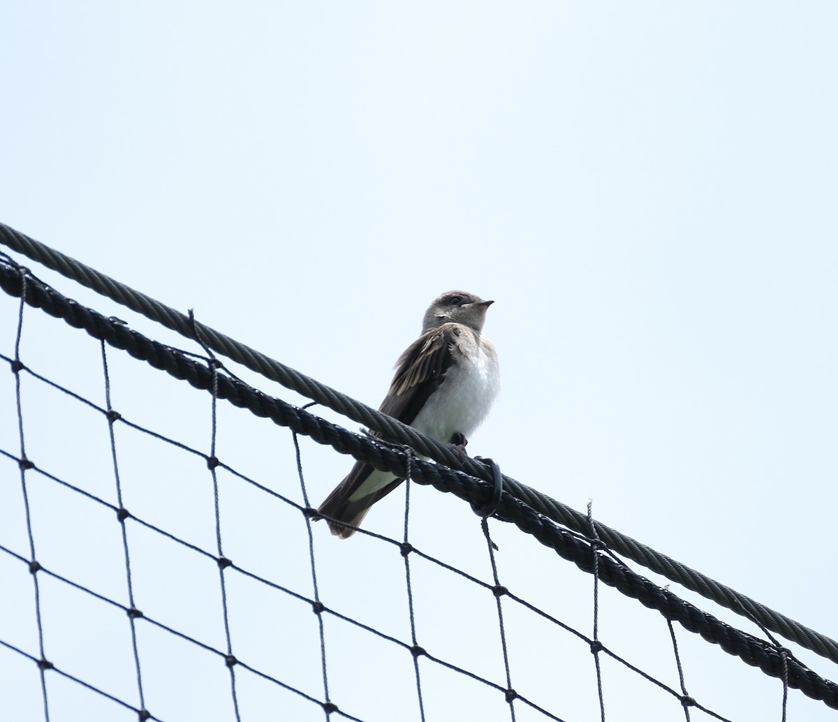 Northern Rough-winged Swallow - ML620037761
