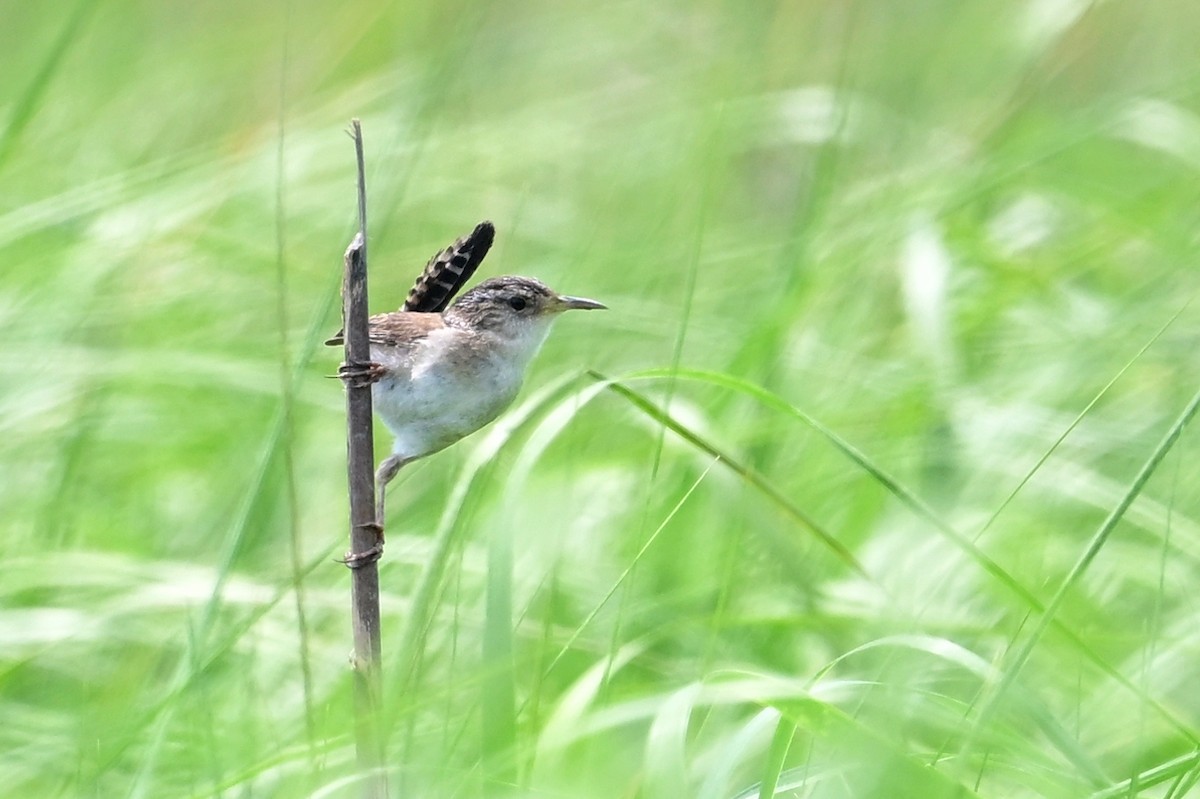 Marsh Wren - ML620037765