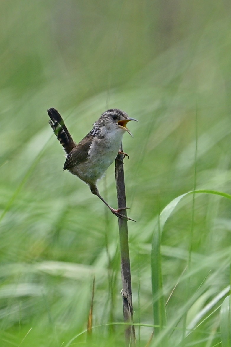 Marsh Wren - ML620037786