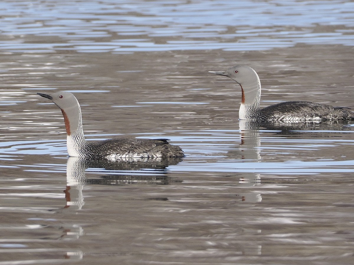 Red-throated Loon - ML620037809