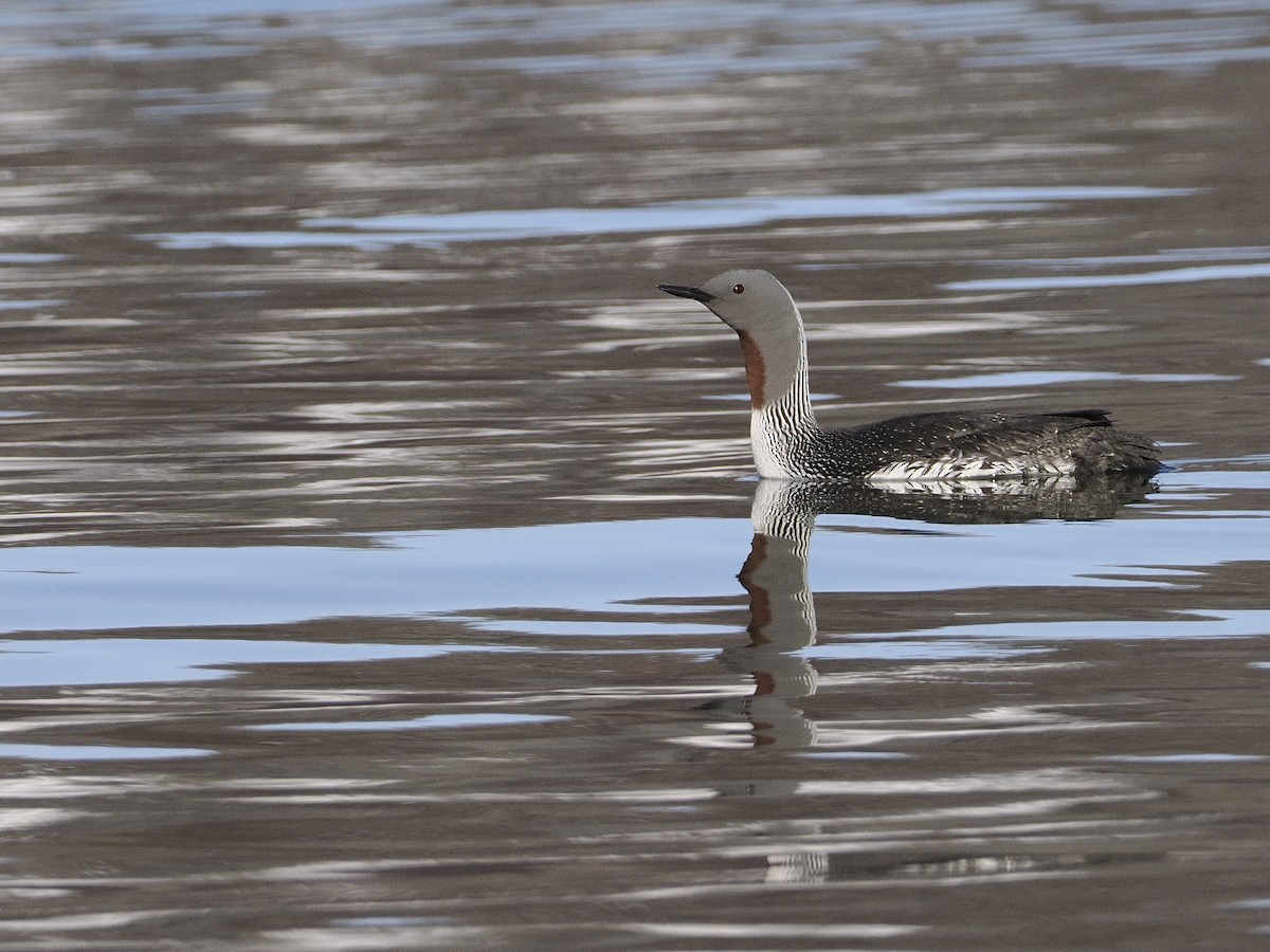 Red-throated Loon - ML620037811