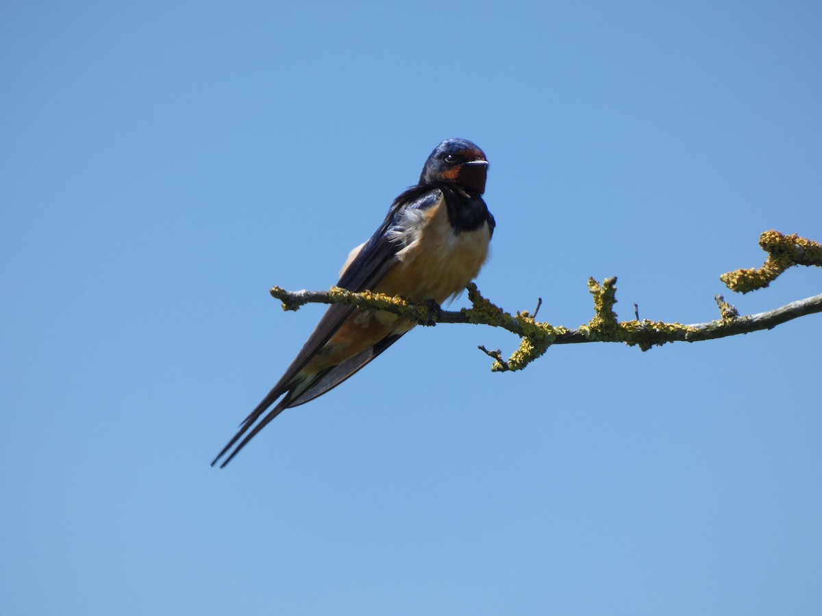 Barn Swallow - ML620037822